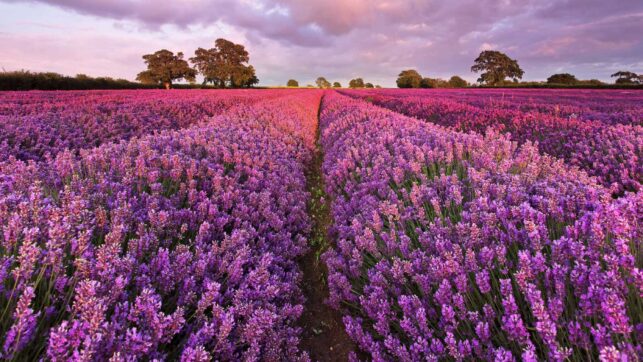 Lavander Village Kuyucak